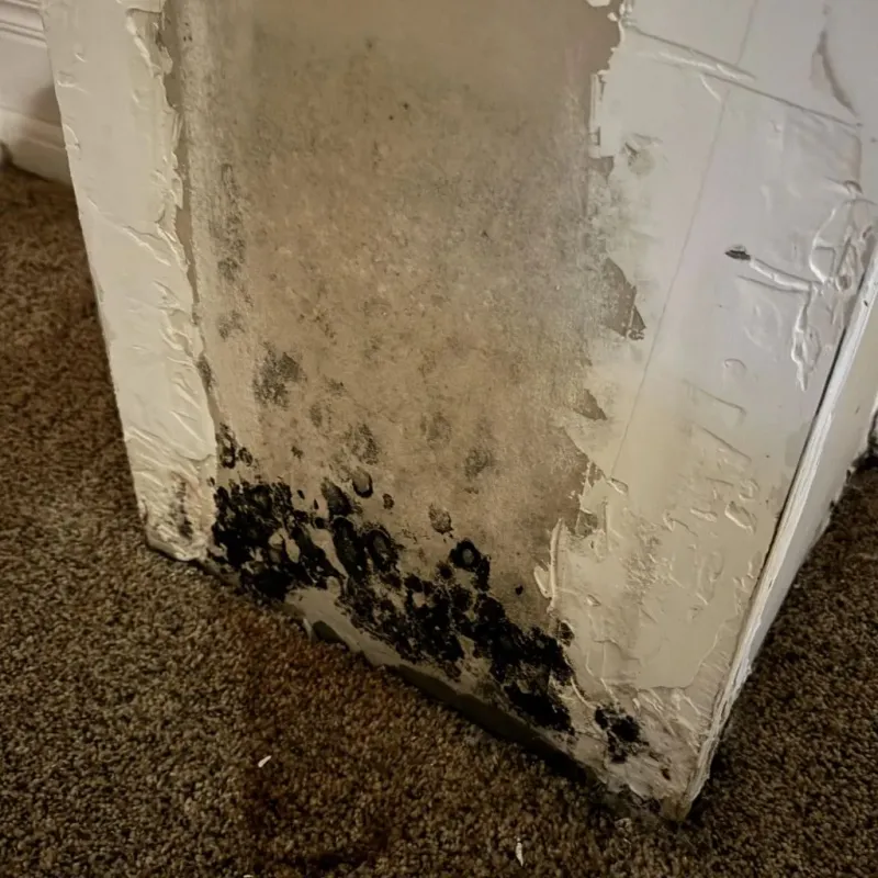Professional Mold Removal in Union City, PA